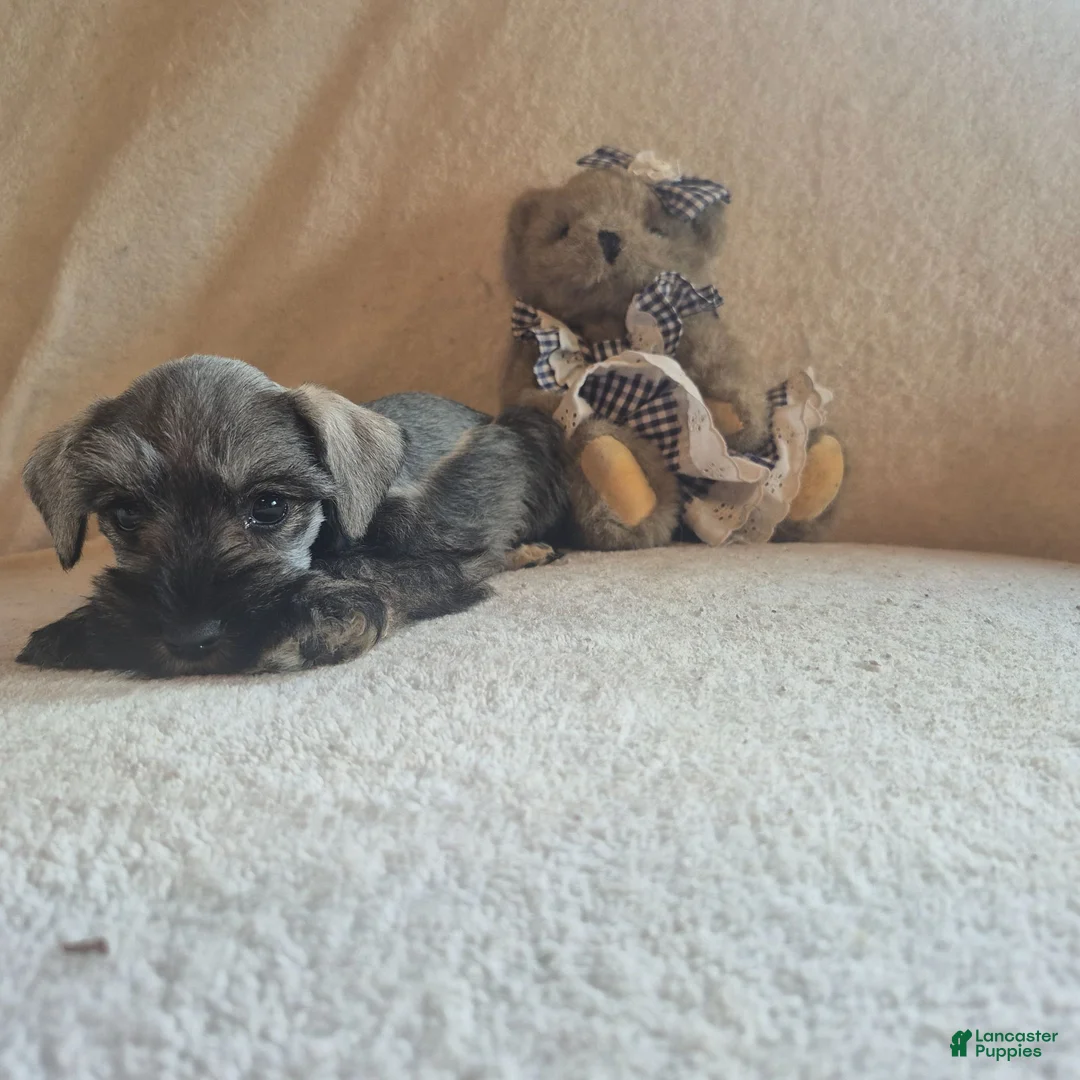Miniature Schnauzer dogs for sale: Bella - Ad 1