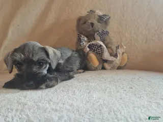 Miniature Schnauzer dogs Bella - Ad 15