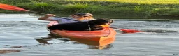 Newfoundland dogs for sale: Pat Benatar - Ad 4