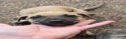 Black Mouth Cur dogs for sale: Black Mouth Cur - Ad 14