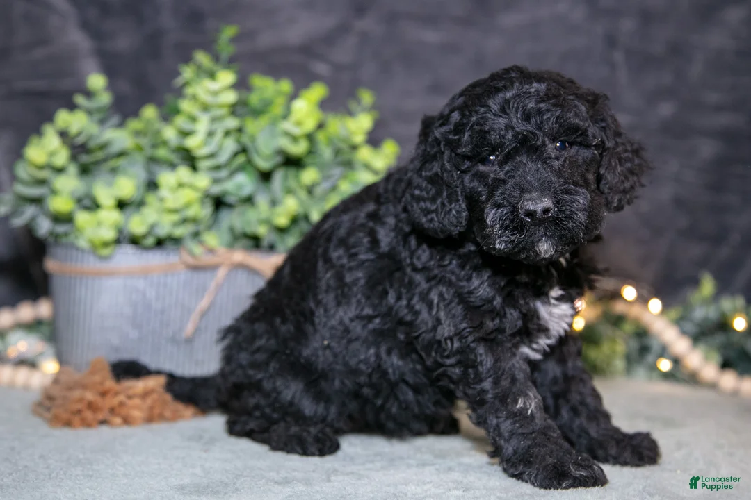 Miniature Poodle dogs for sale: Kami - Ad 3