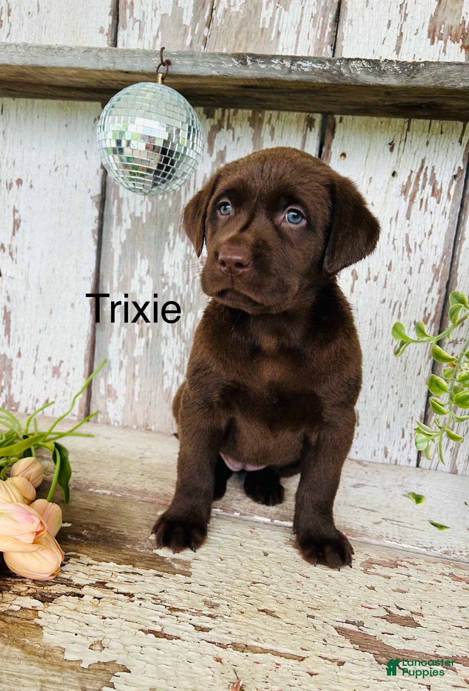 Labrador Retriever dogs Trixie - Ad 1