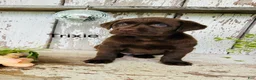Labrador Retriever dogs for sale: Trixie - Ad 1