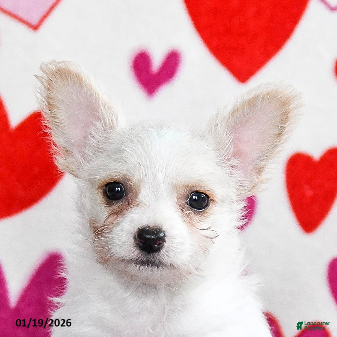 Yochon dogs for sale: Snowflake - Ad 4