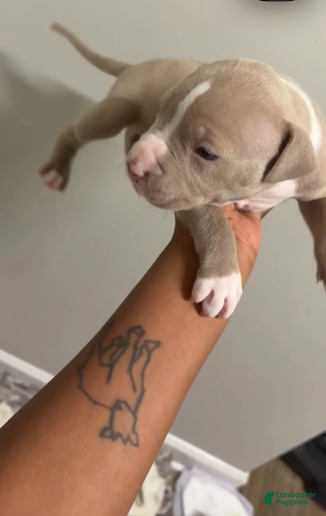 American Pit Bull Terrier dogs for sale: American Pit Bull Terrier Puppy 1 - Ad 2