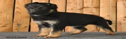 German Shepherd dogs for sale: Felicity - Ad 3
