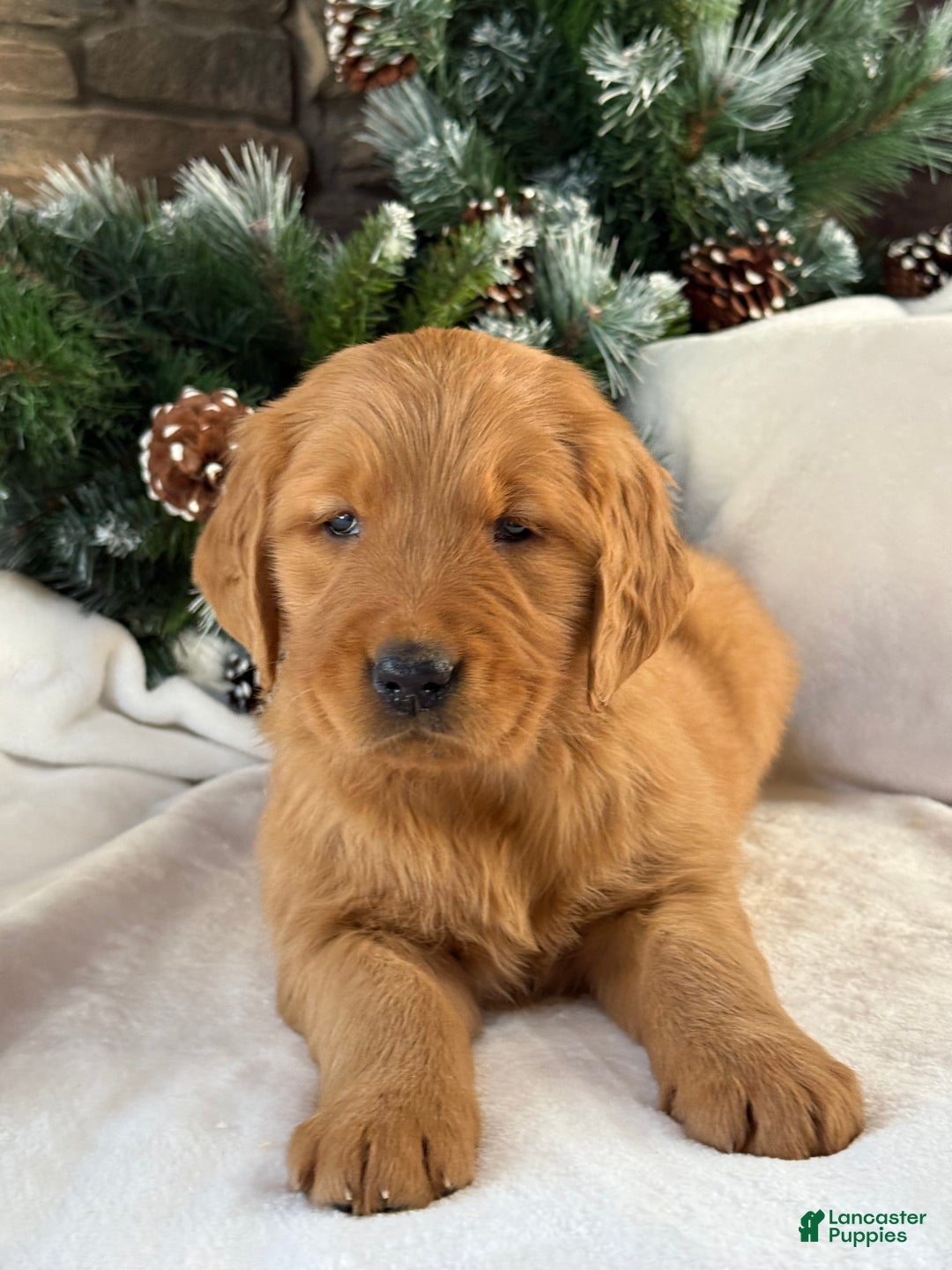 Golden Retriever dogs for sale: Honey - Ad 4