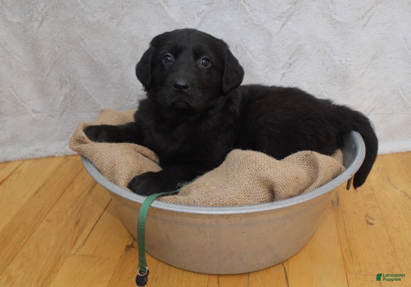 Mixed Breed dogs Green - Ad 19