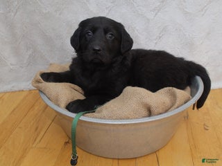 Mixed Breed dogs Green - Ad 26