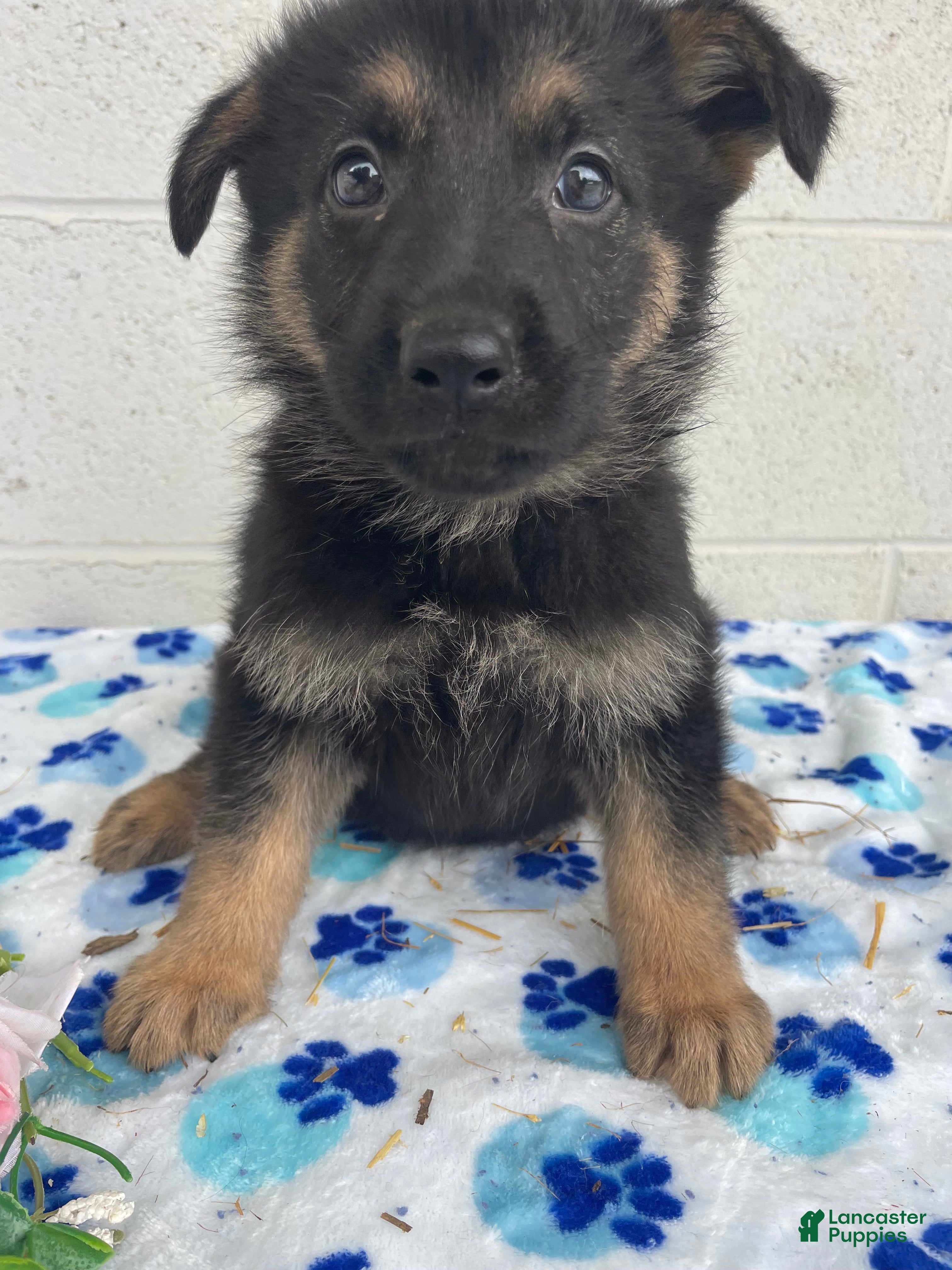 German Shepherd dogs Sadie - Ad 32