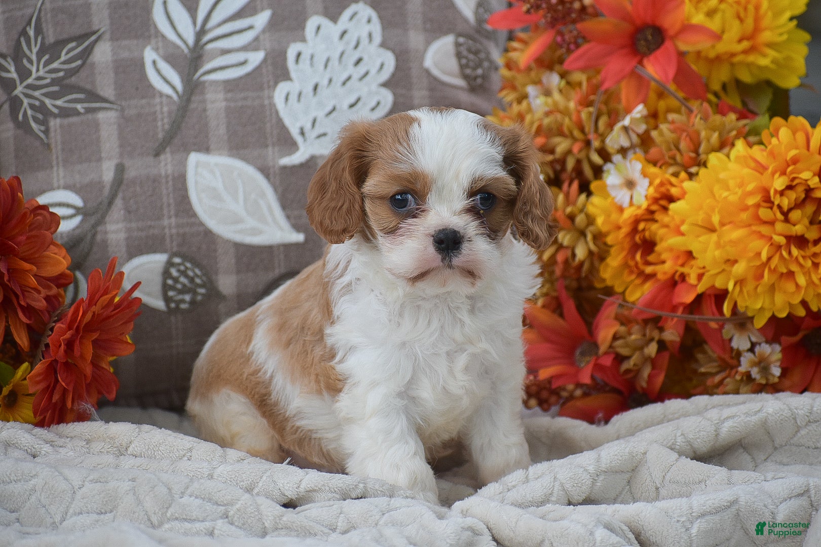 Cavapoo dogs Katrina - Ad 19