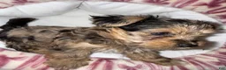 Yorkshire Terrier dogs for sale: Nala - Ad 9