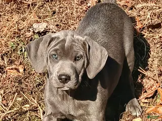 Mountain Cur dogs Mountain Cur Puppy 1 - Ad 3