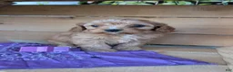 Cavapoo dogs for sale: EVEREST - Ad 3