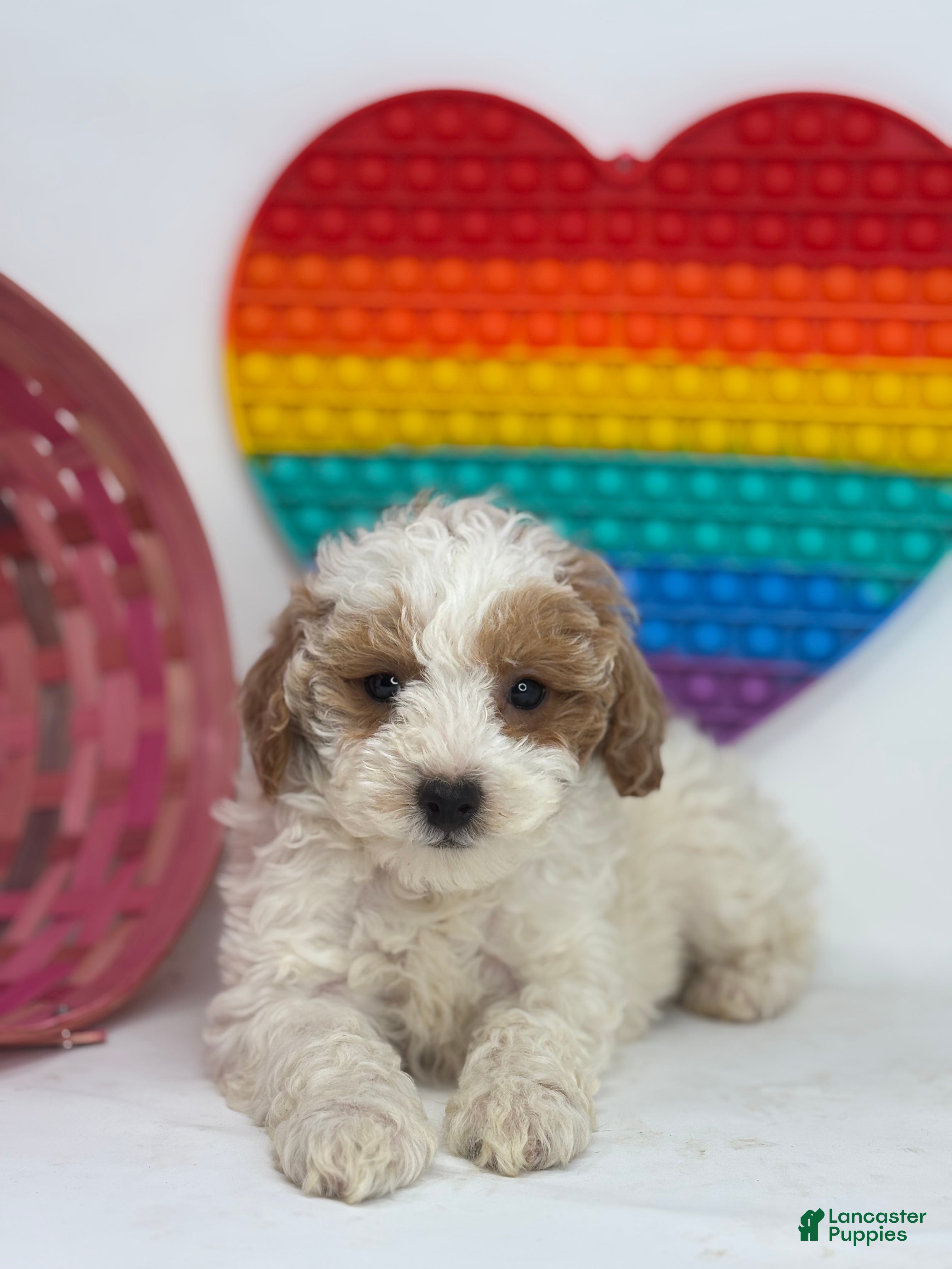 Mini Goldendoodle dogs Faith - Ad 8