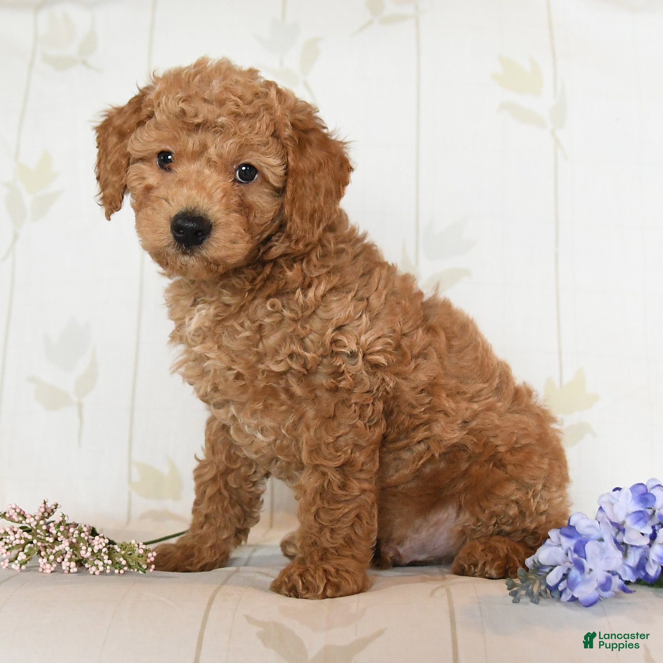 Miniature Poodle dogs Matthew - Ad 2