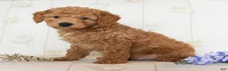 Miniature Poodle dogs for sale: Matthew - Ad 2