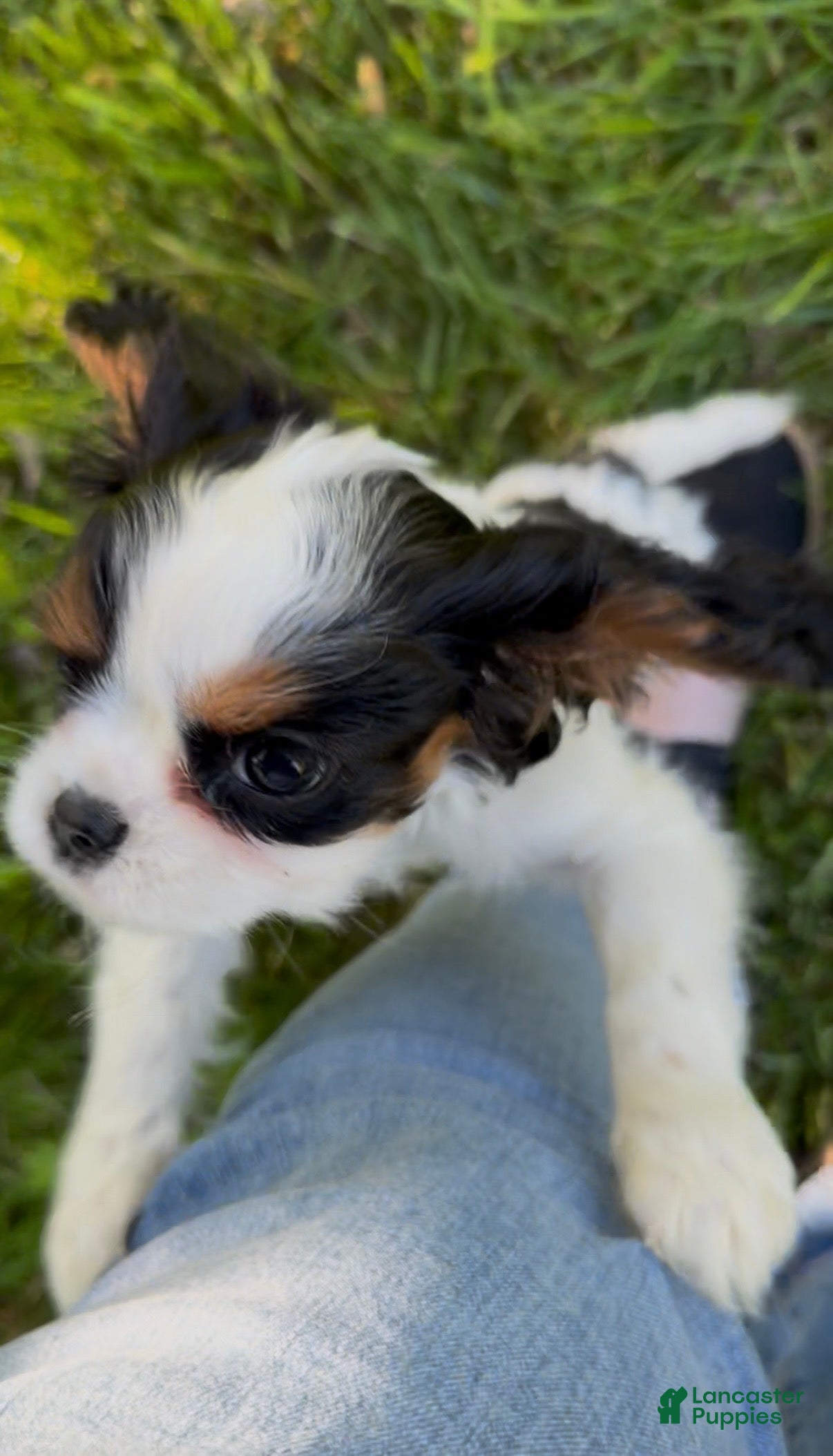 Cavalier King Charles Spaniel dogs Aspen - Ad 21