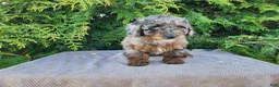 Mini Bernedoodle dogs for sale: Leasha - Ad 5