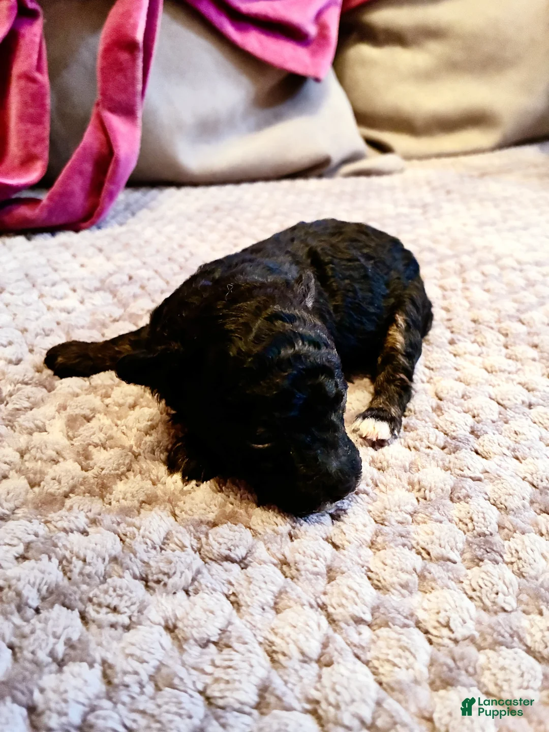 Toy Poodle dogs for sale: Iras Tut , Toy Poodle Puppy  - Ad 1