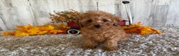 Toy Poodle dogs for sale: Quaker - Ad 8