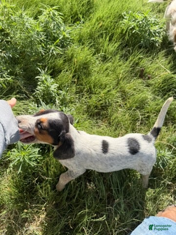 Beagle dogs Boy 6 - Ad 3