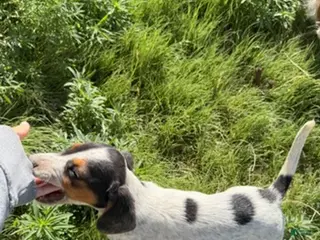 Beagle dogs Boy 6 - Ad 3
