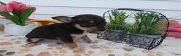 Chihuahua dogs for sale: Chihuahua Puppy 1 Lucas - Ad 3