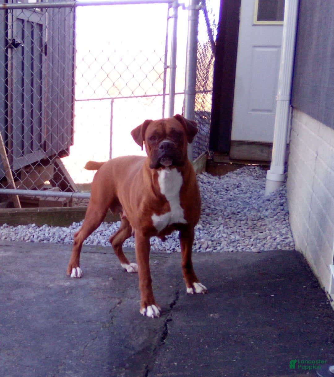 Gallery Image {{count}}