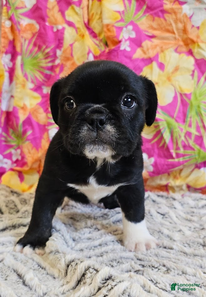 Mixed Breed dogs Mini Dolly Dimples - Ad 28