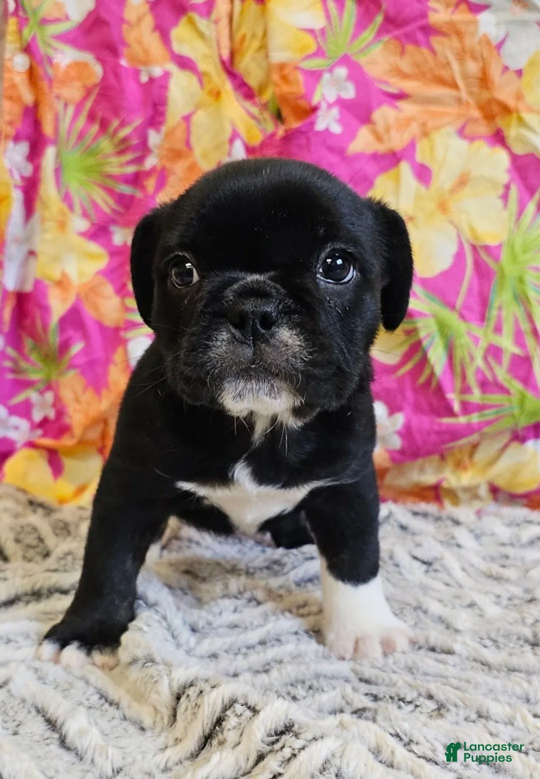 Mixed Breed dogs for sale: SALE! Mini Dolly Dimples - Ad 2
