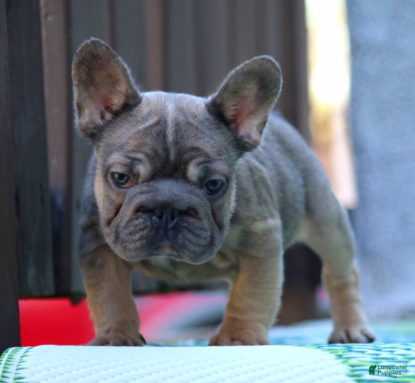 French Bulldog dogs for sale: French Bulldog Puppy 2 - Ad 1