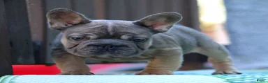 French Bulldog Puppy 2
