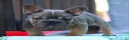 French Bulldog dogs for sale: French Bulldog Puppy 2 - Ad 1