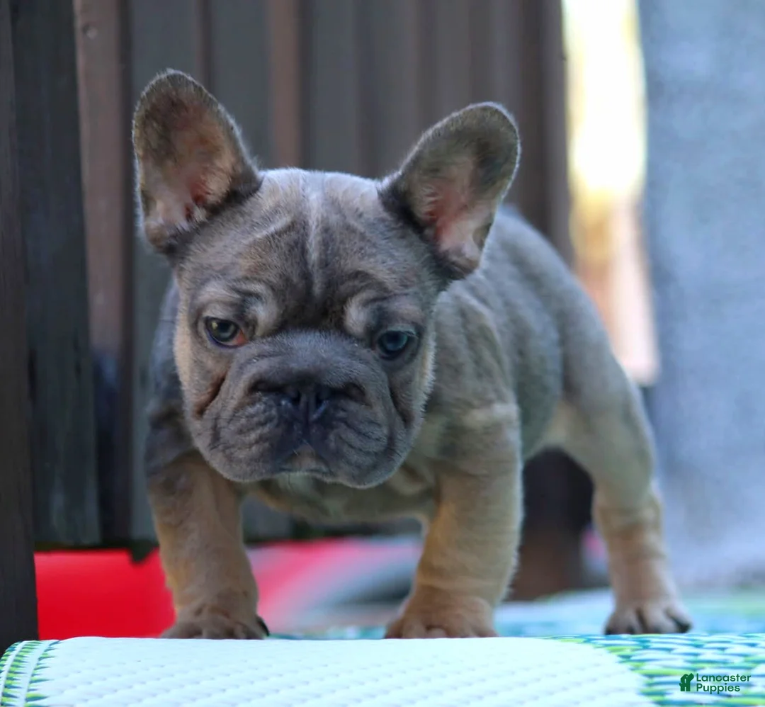 French Bulldog dogs for sale: French Bulldog Puppy 2 - Ad 1