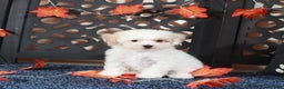 Bichpoo dogs for sale: Tulip-Gorgeous Female Poochon Puppy - Ad 3