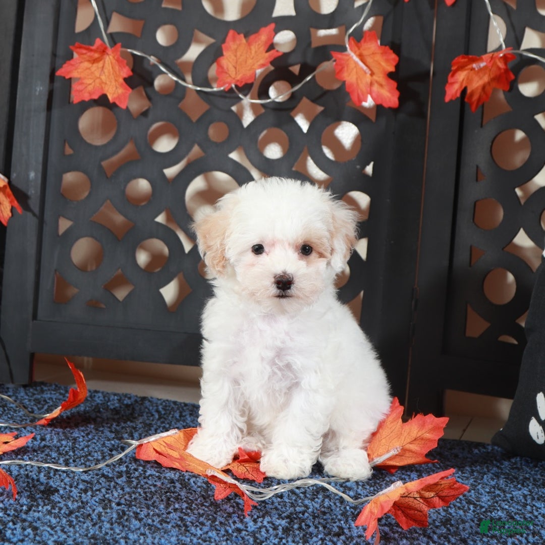 Bichpoo dogs for sale: Tulip-Gorgeous Female Poochon Puppy - Ad 3