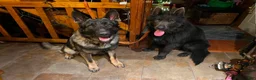 German Shepherd dogs for sale: Hitman  - Ad 4
