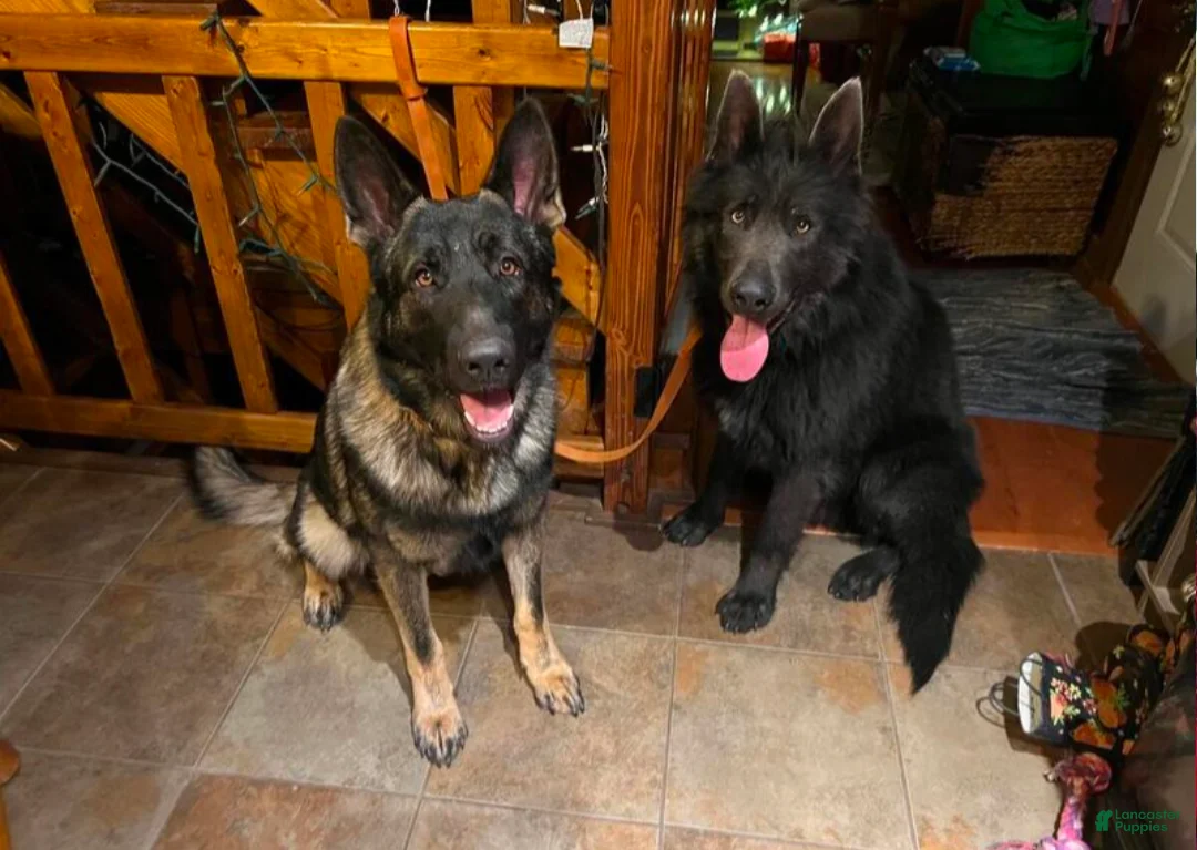 German Shepherd dogs for sale: Hitman  - Ad 4