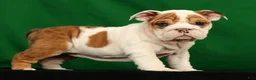 English Bulldog dogs for sale: Roxie - Ad 8