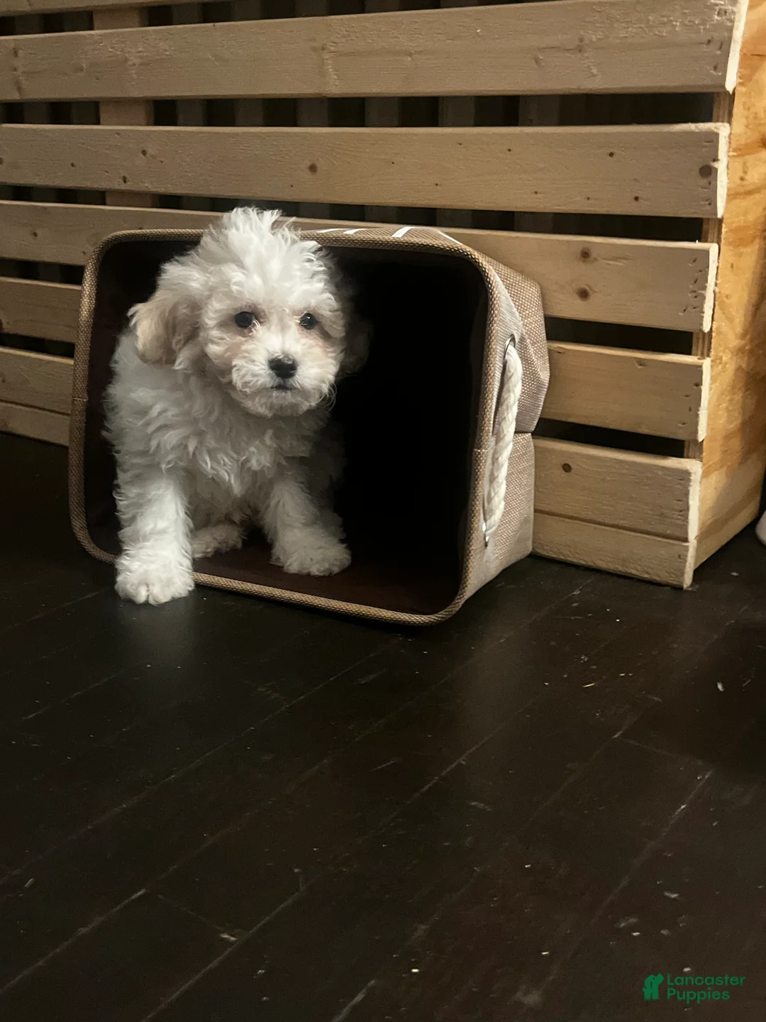 Mixed Breed dogs for sale: White Male w/ light Apricot ears - Ad 1