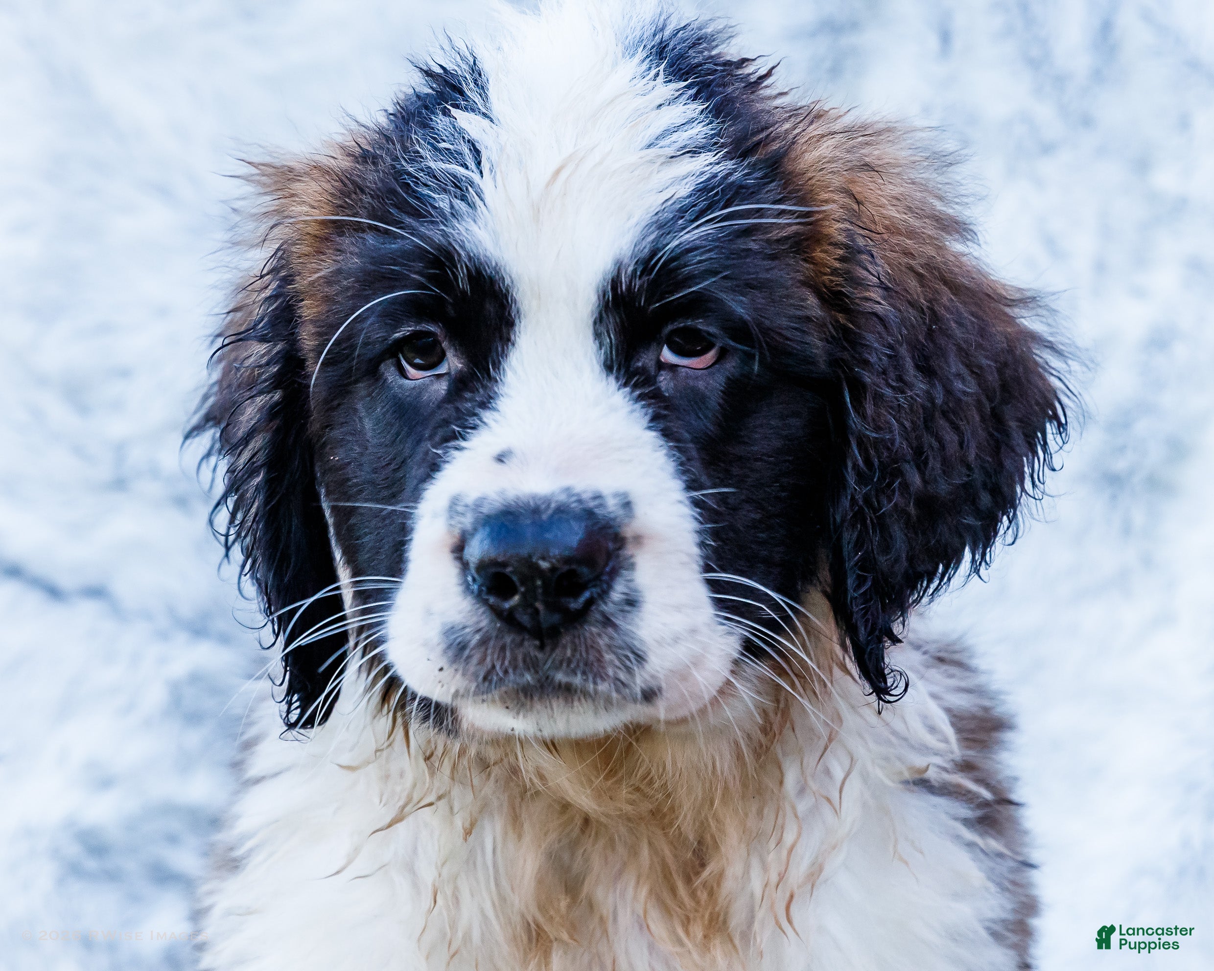 Saint Bernard dogs Sweetheart - Ad 2