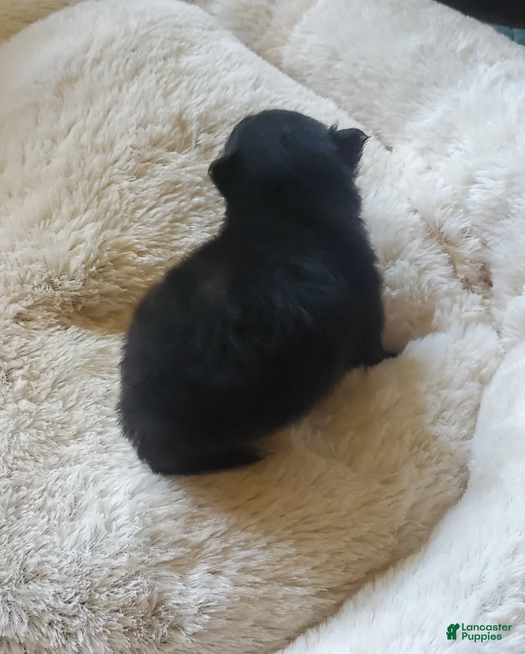 Pomeranian dogs for sale: Pomeranian Puppy 2 - Ad 2