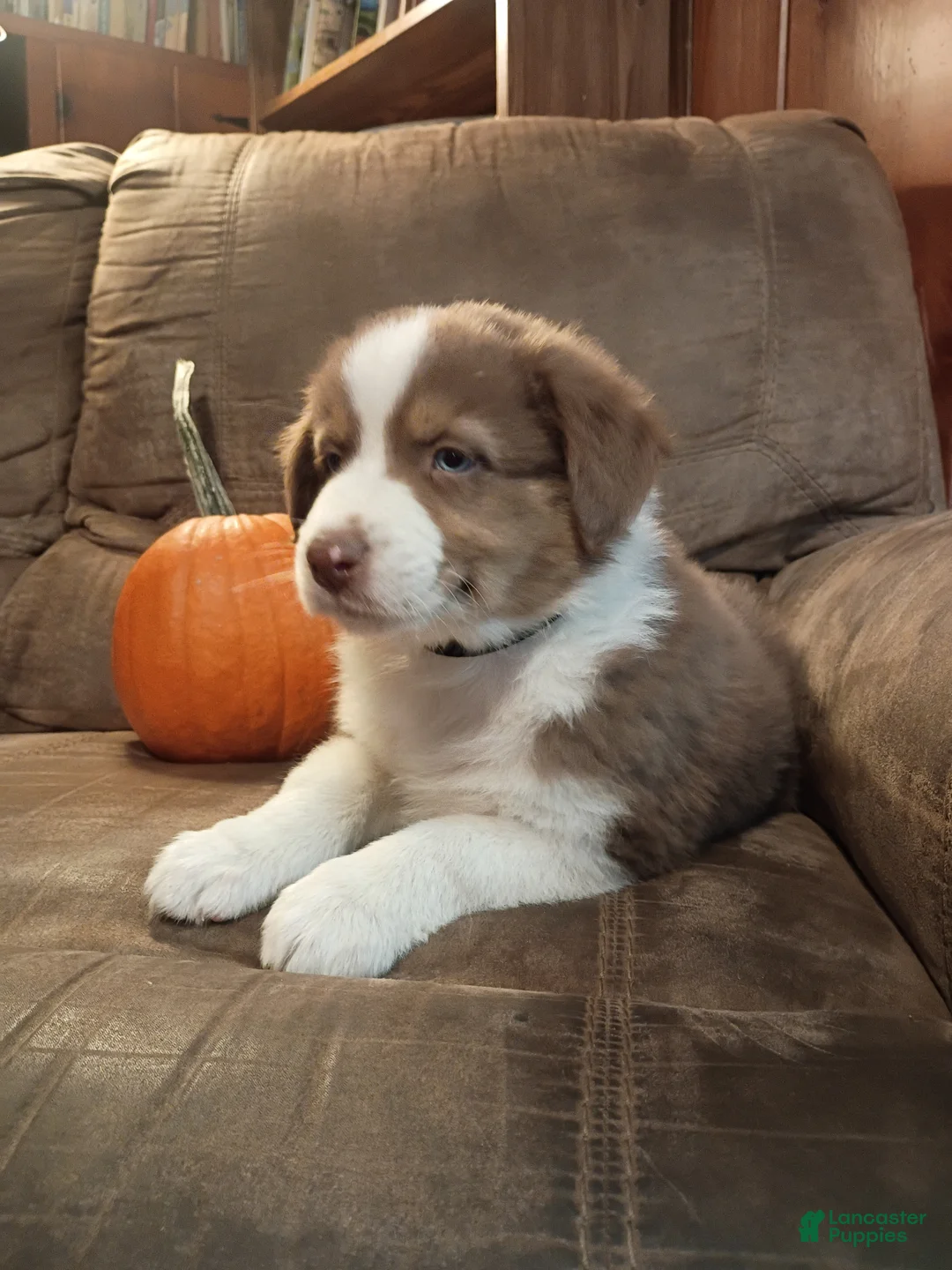 Australian Shepherd dogs for sale: Teddy - Ad 2