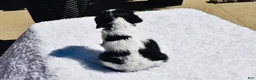 Cavalier King Charles Spaniel dogs for sale: Cooper  - Ad 3