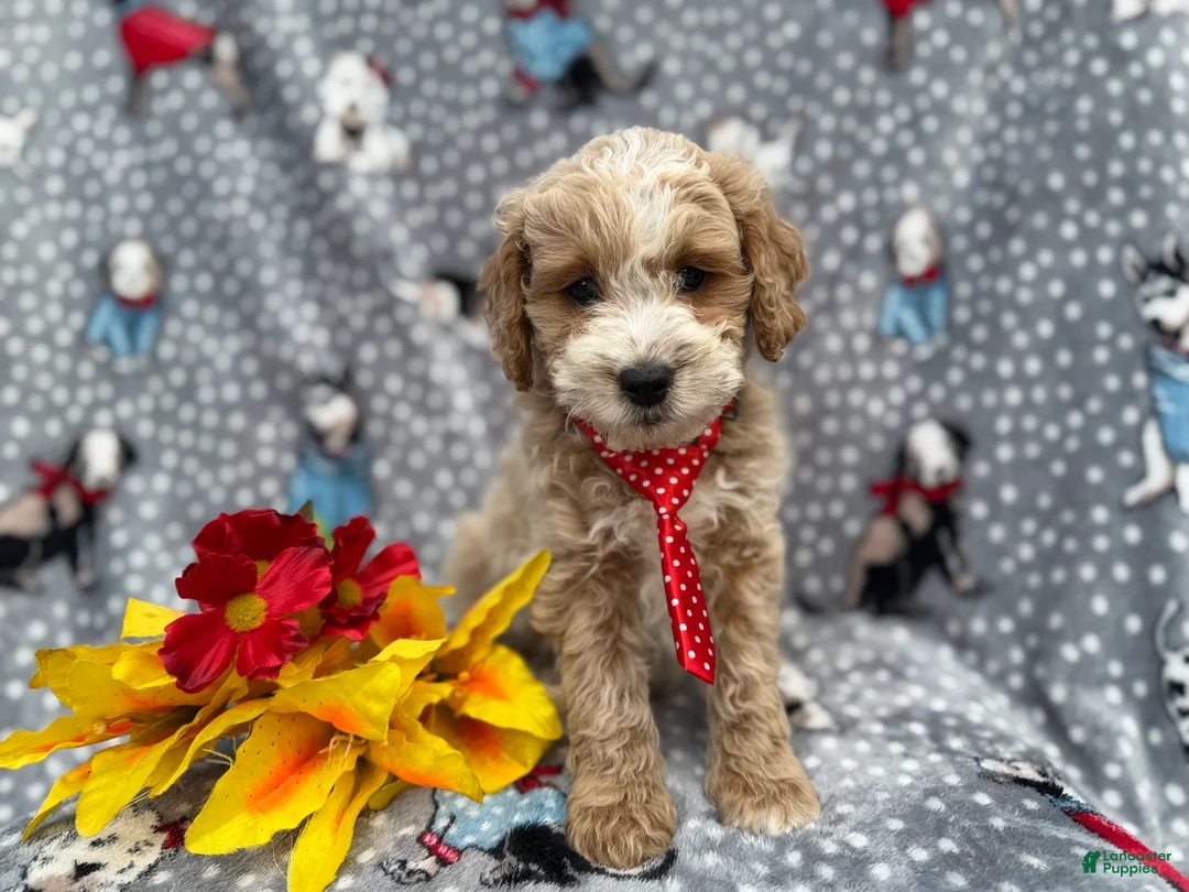 Cockapoo dogs for sale: Tate - Ad 3