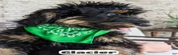 Bernedoodle dogs for sale: Glacier - Ad 6
