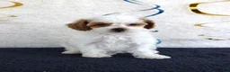 Toy Poodle dogs for sale: Poppy - Ad 3