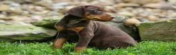 Doberman Pinscher dogs for sale:  Griffin 🐶 - Ad 14