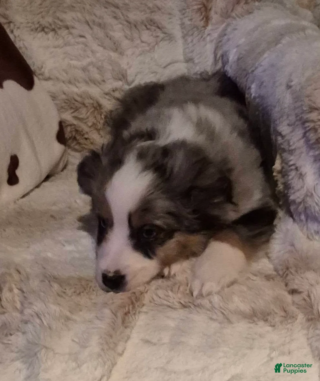 Toy Australian Shepherd dogs for sale: Toy Australian Shepherd Puppy 2 - Ad 9